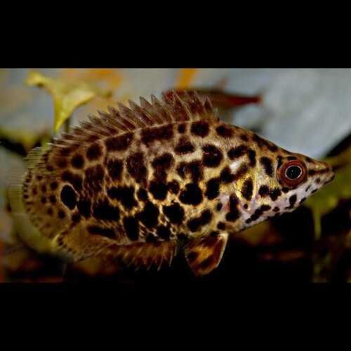 Tenho gouramis leopardo para vender