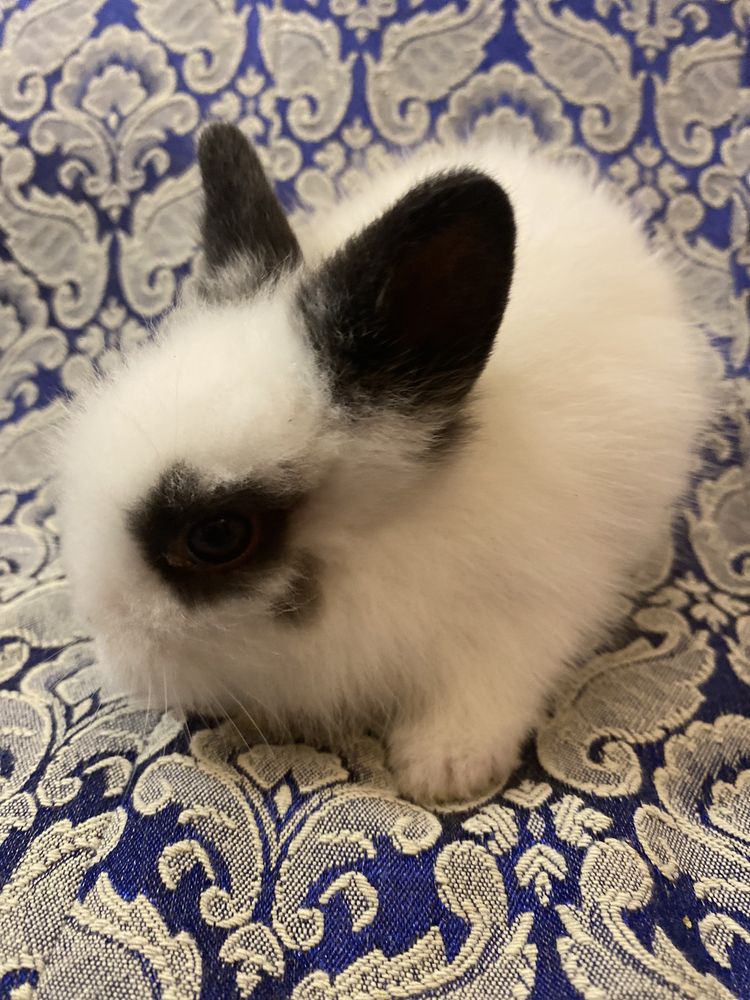 Красивые мини кролики уже в продаже с полным набором