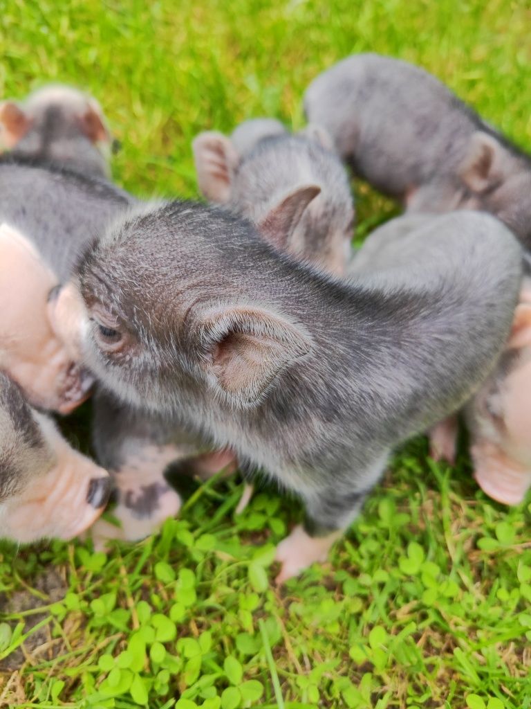 Świnki getyńskie mini świnki