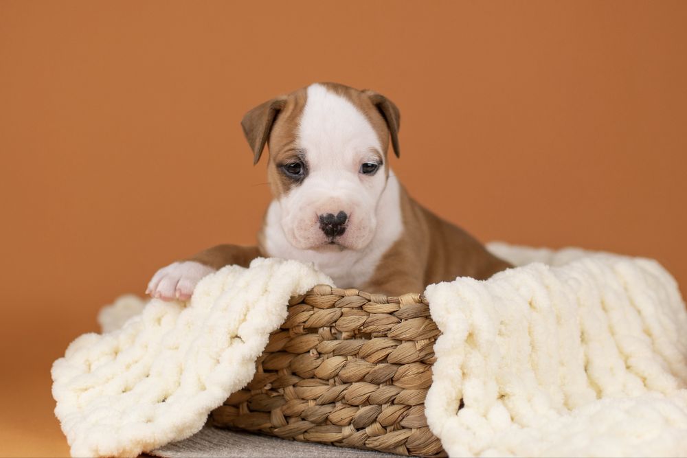 Шикарные мальчики породы Американский стаффордширский терьер