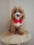 Cavapoo piesek f1