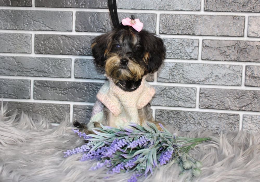 YorkiePoo śliczna suczka xxs mini nie maltipoo