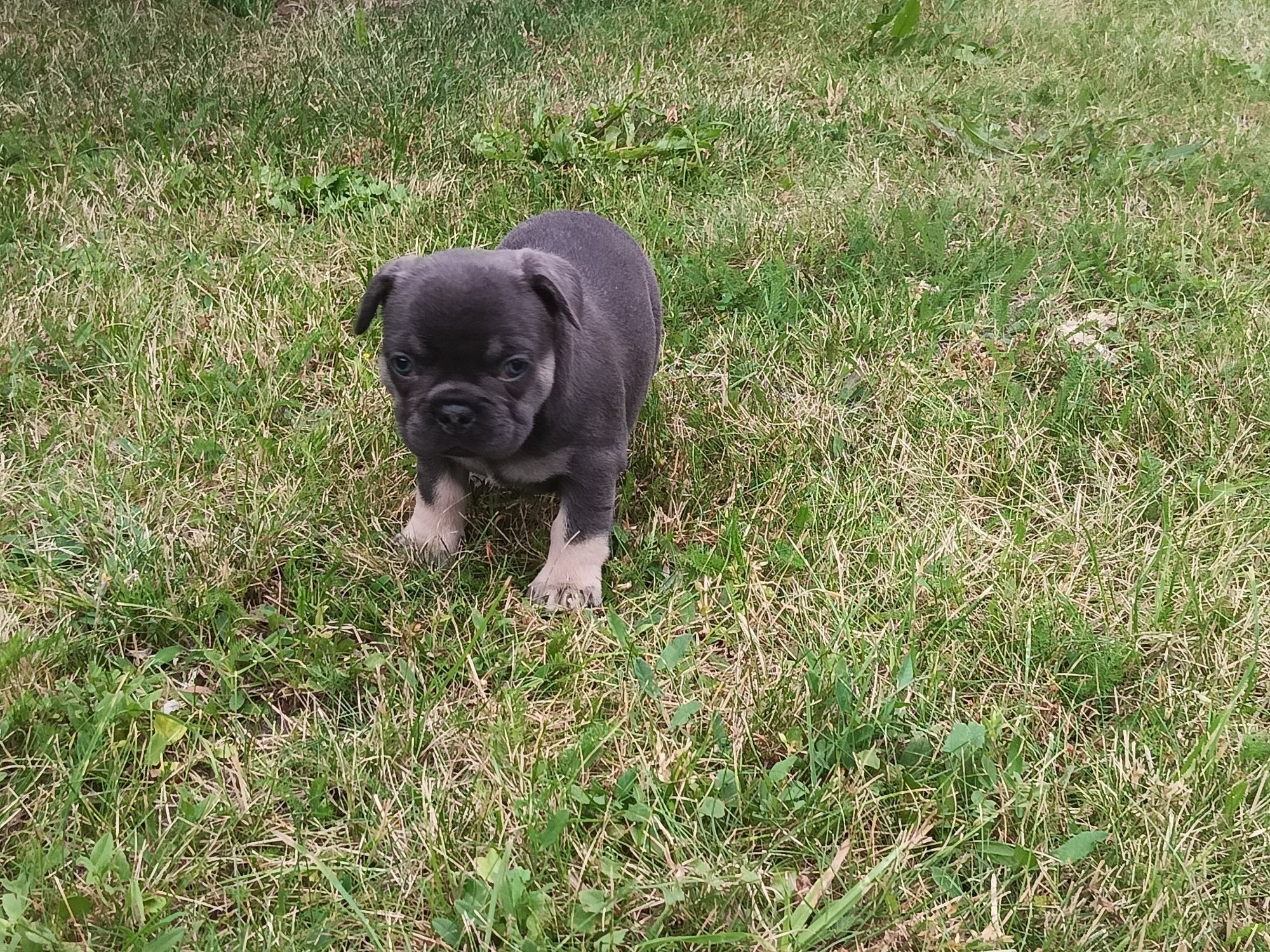 Buldog francuski piesek