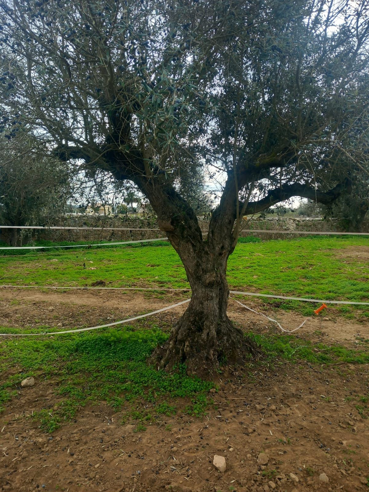 Oliveiras centenárias