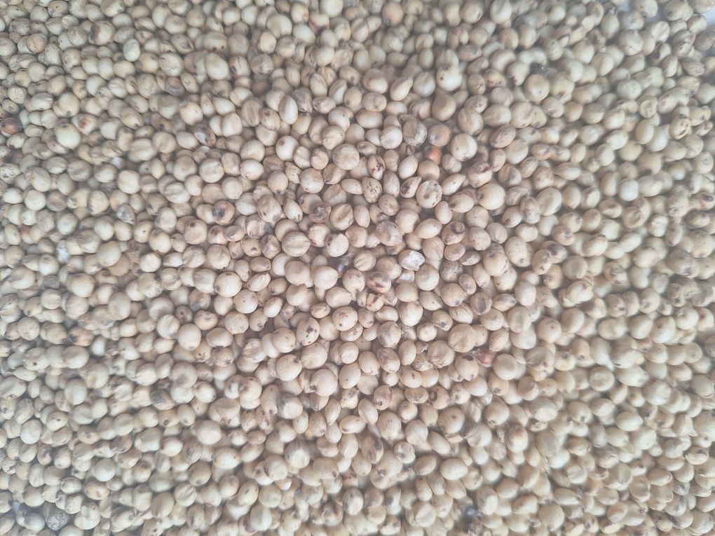 DARI Sorgo białe Danimo 5 kg. Pokarm dla papug