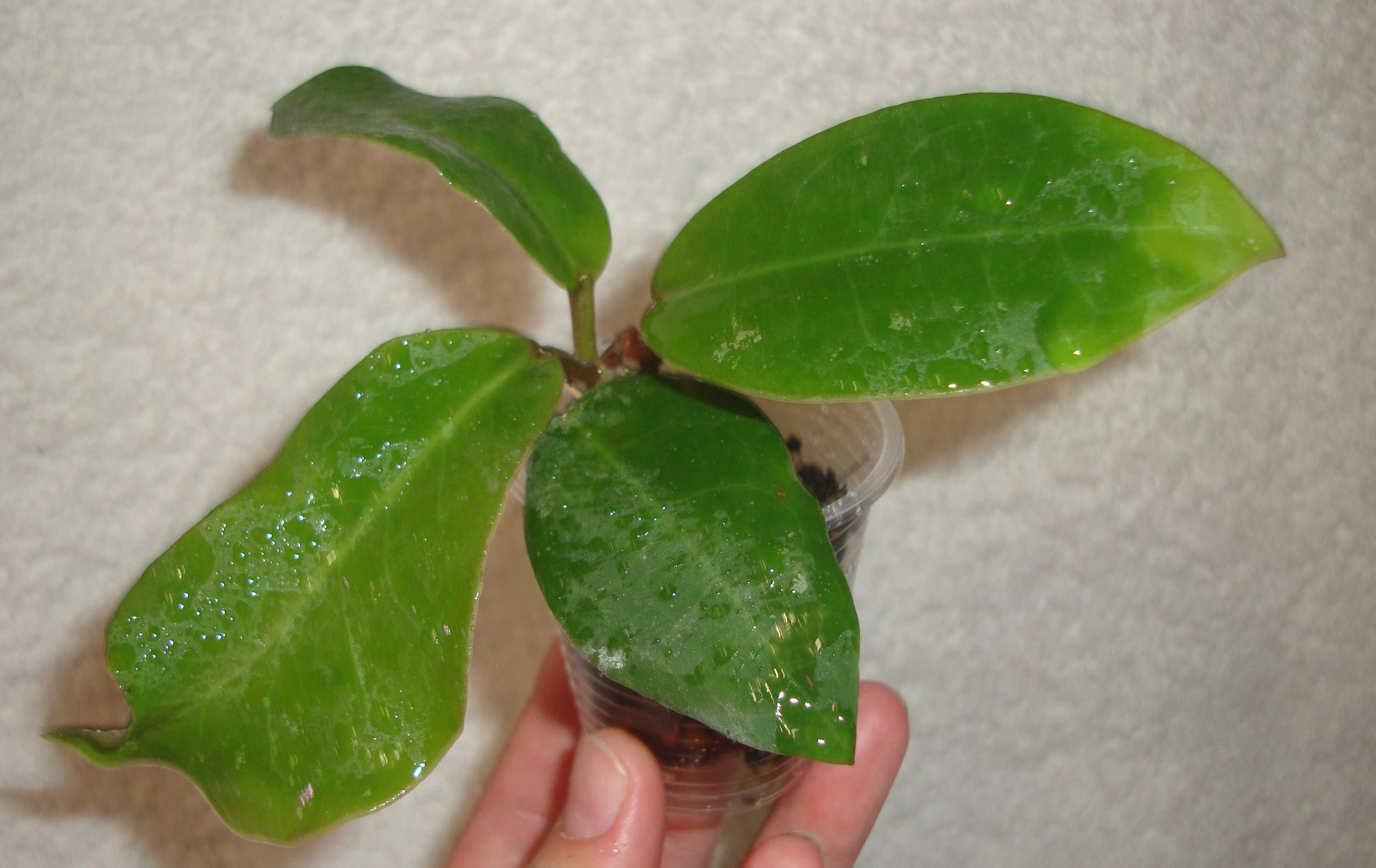 Хойя. Hoya. Вкорінені рослини.