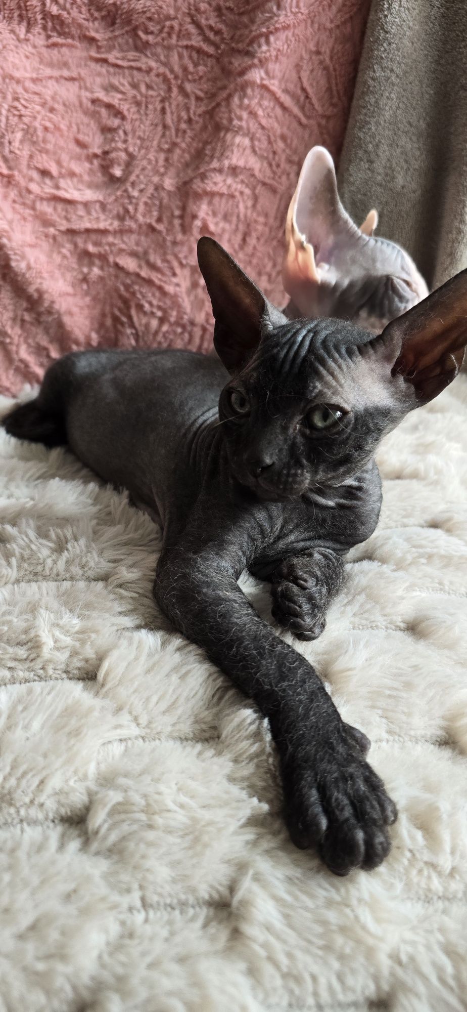WCF DON Sphynx kotek