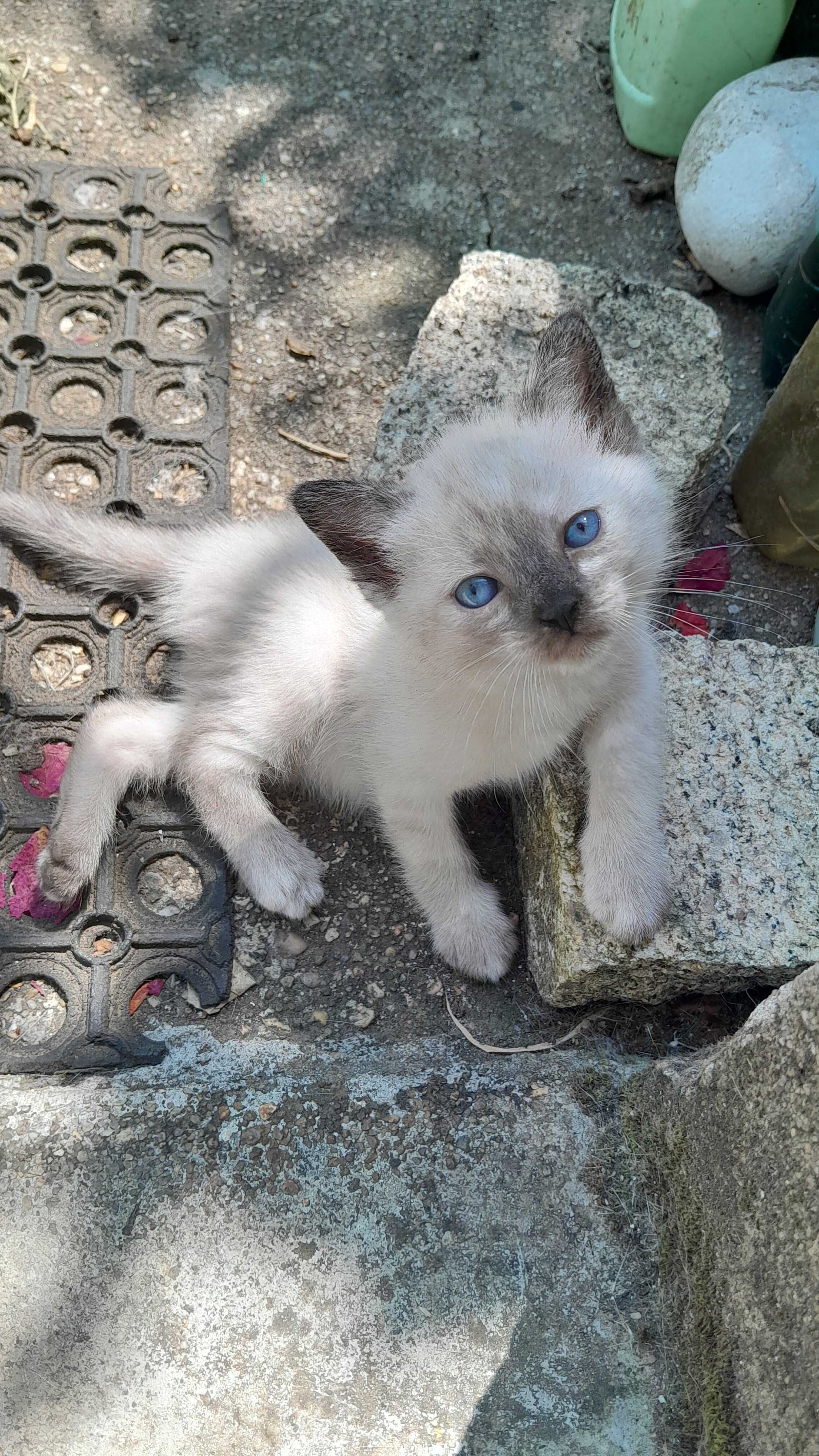 As gatinhas para adopção