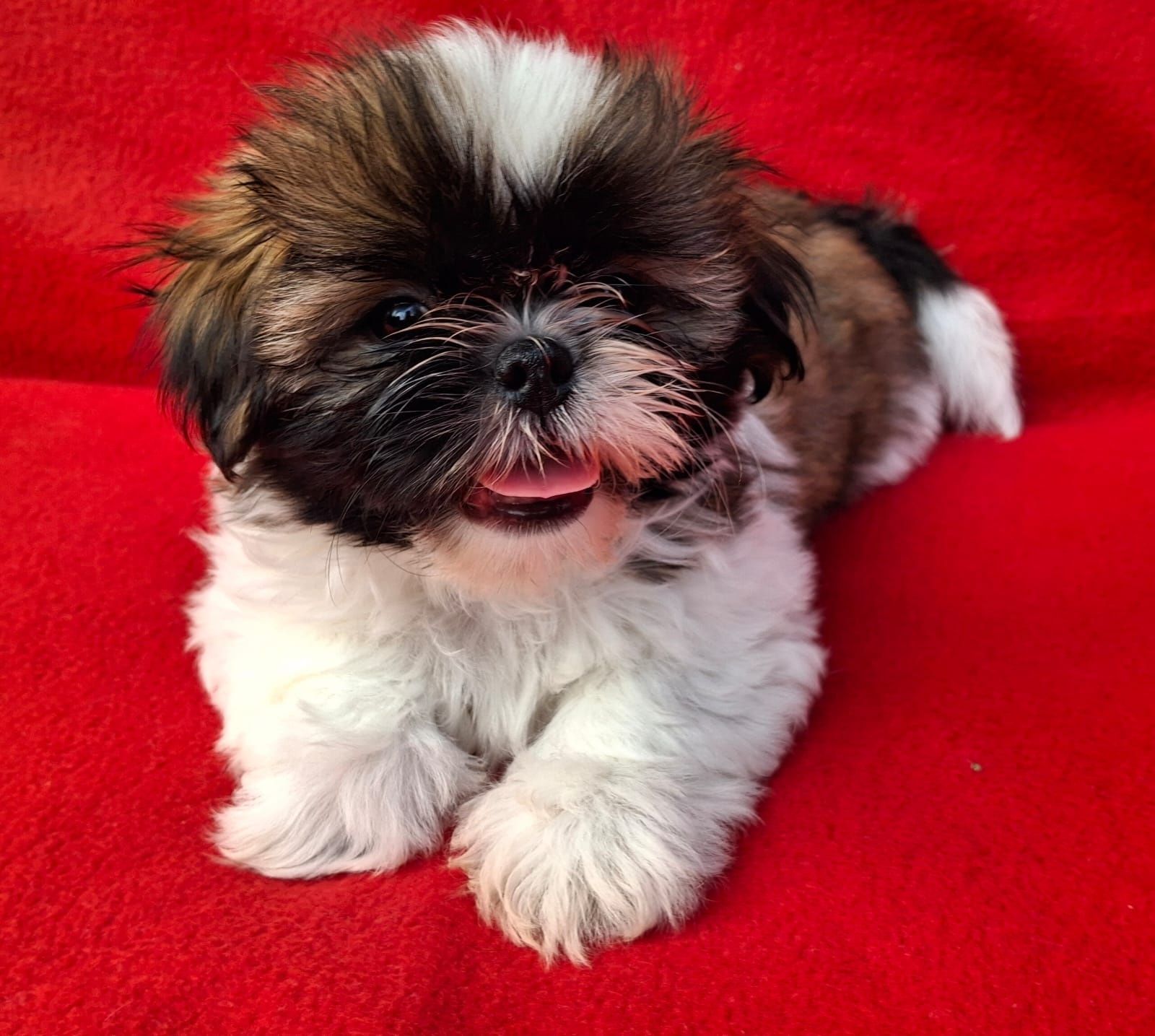 Piesek Shih-Tzu Gotowy do odbioru