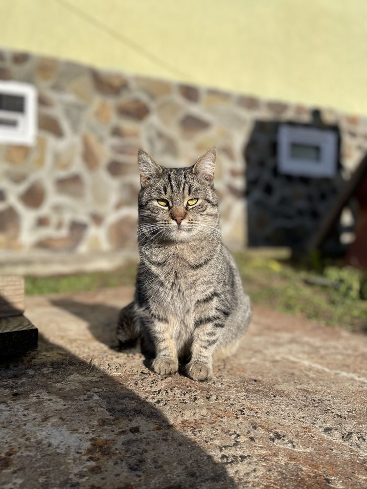 Котик в добрі руки
