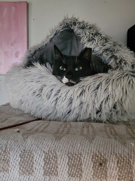 Ponad 3 lata w przytułku. Lilitka prosi o szansę