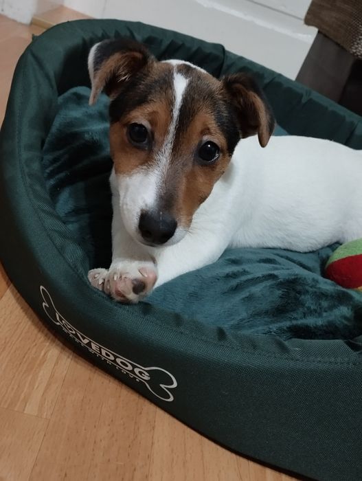 Jack Russell terrier - suczka