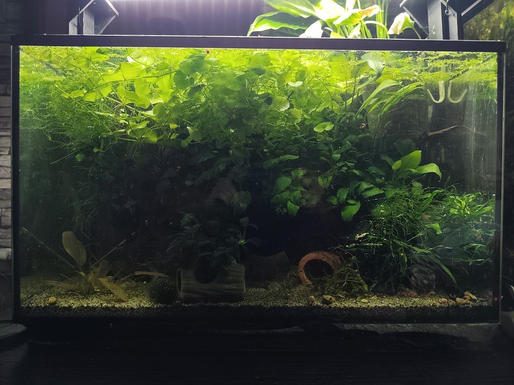 Wąkrotka białogłowa Hydrocotyle leucocephala