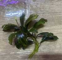 Bucephalandra zestaw 3 gatunków lub pojedynczo