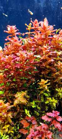 Rotala macranda red roślina akwariowa