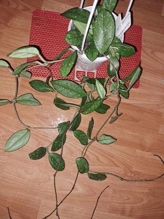 Хойя wibur Grawes.
