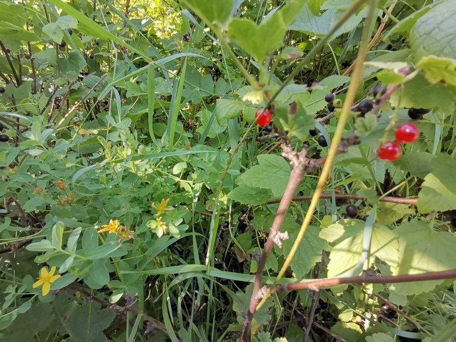 Продаж дачі у кооперативі Будівельник-2