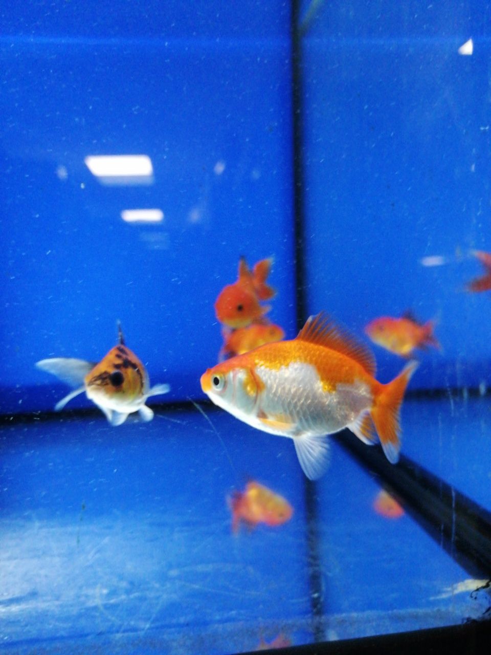 Welonka, Oranda, złota rybka