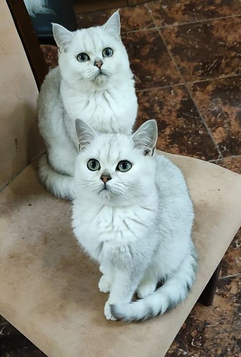 Серебристые шиншиллки мальчики