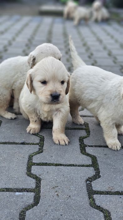 Golden Retriever szczeniak szczeniaki suczka