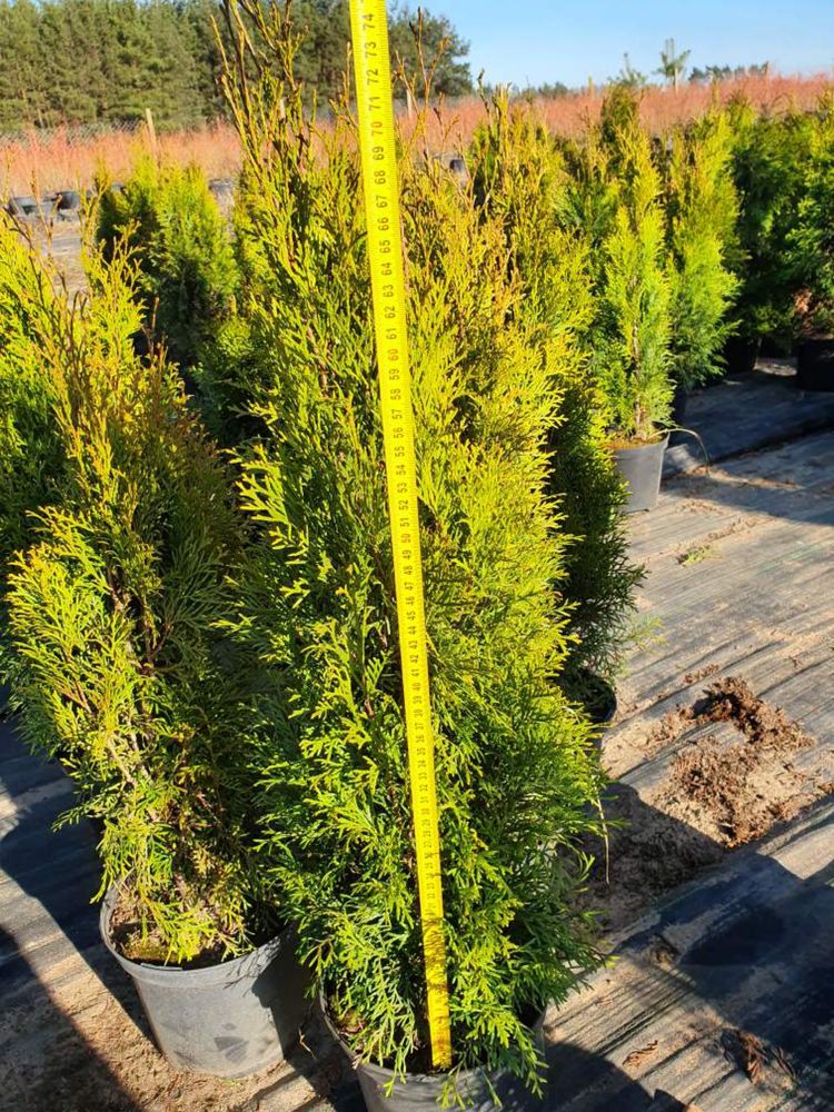 Sprzedam thuja szmaragd 80-100 cm ukorzeniona w donicy