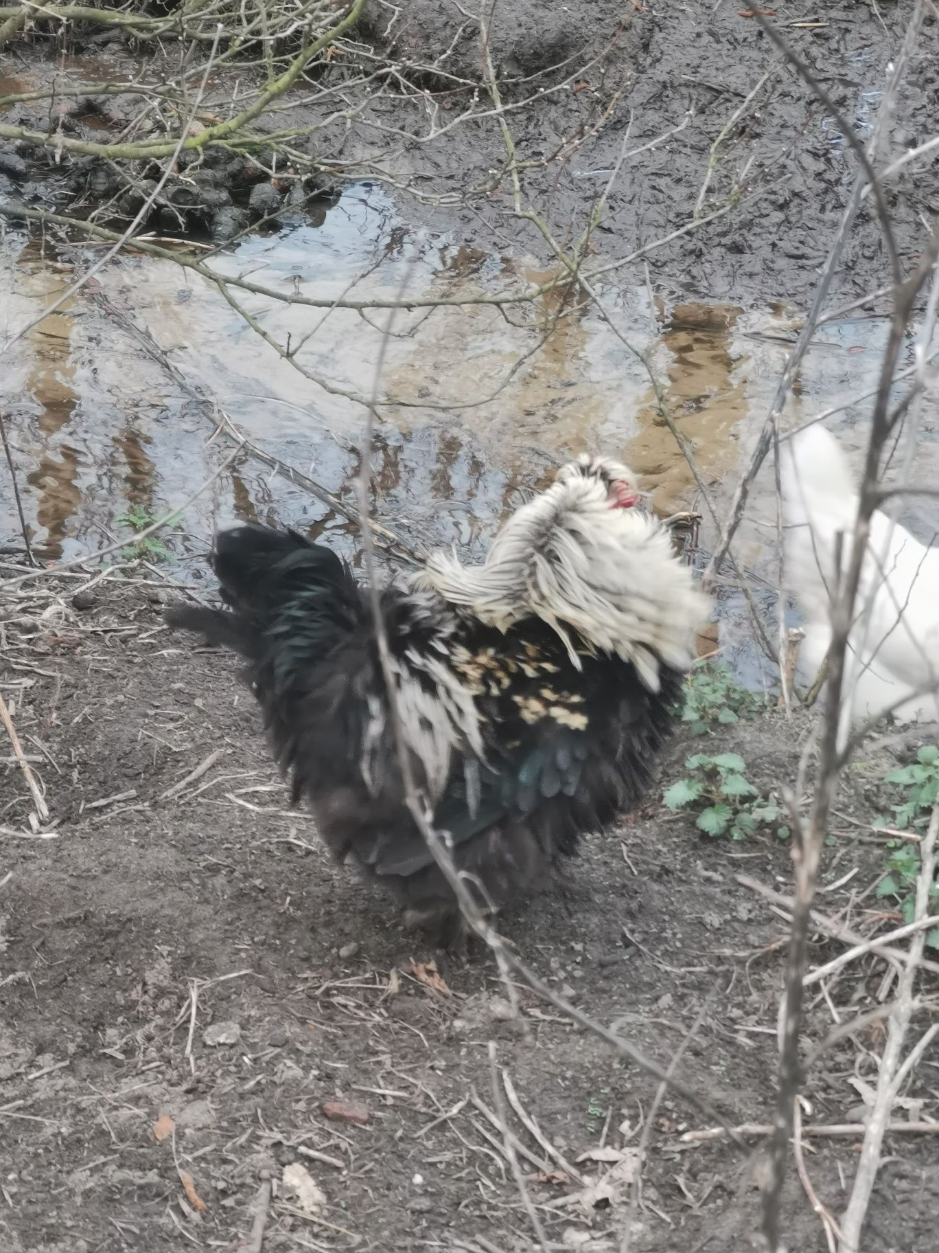 Kogut niezwyklej urody. Rasy Shershetka