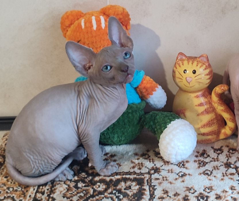 Котенок сфинкс мальчик