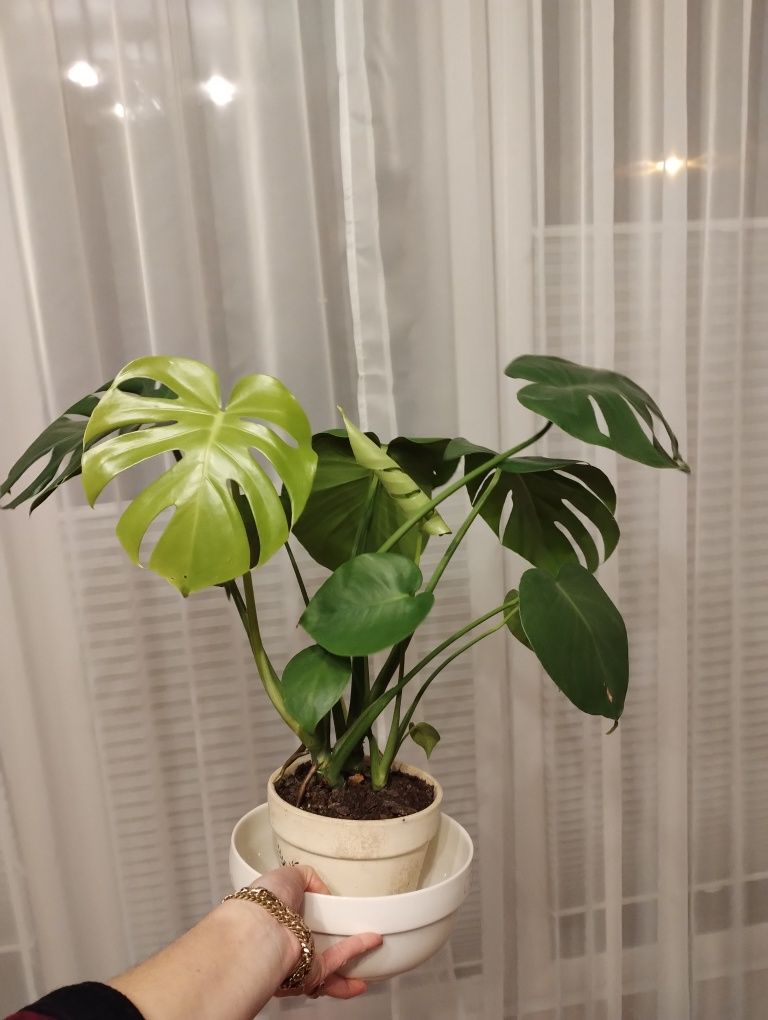 Monstera dziurawa monster