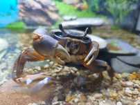 Krab tęczowy, aquaterrarium, caly zestaw