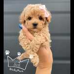 Pudel toy bichpoo maltipoo Suczka toy badania paszport wyprawka
