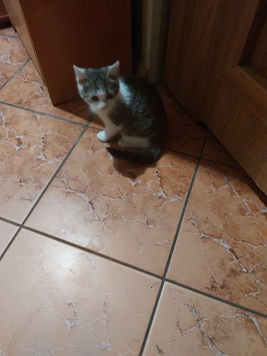 Oddam za darmo kotkę