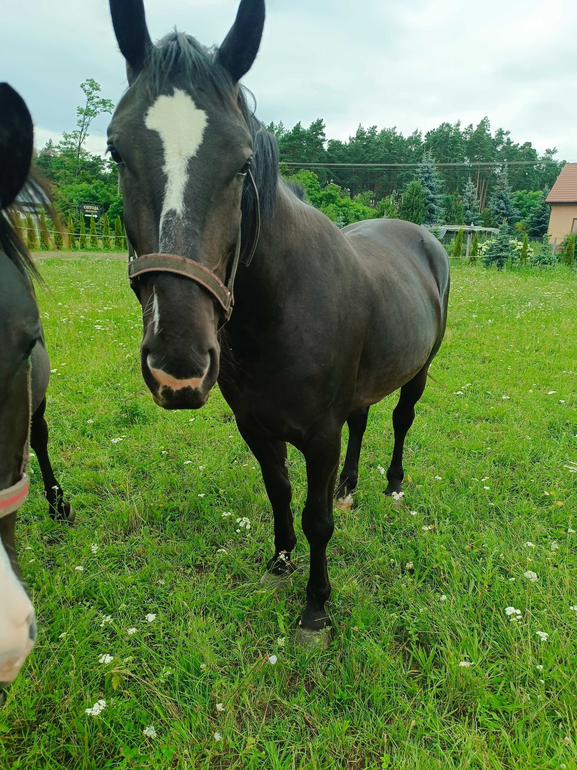 Klacz Śląska Calinka Piekna