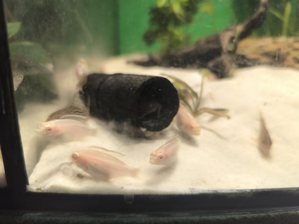 Barwniaki albino