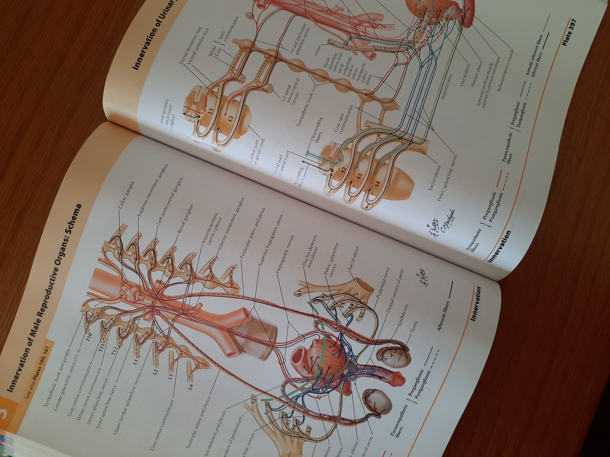 Livro Anatomia Frank Netter