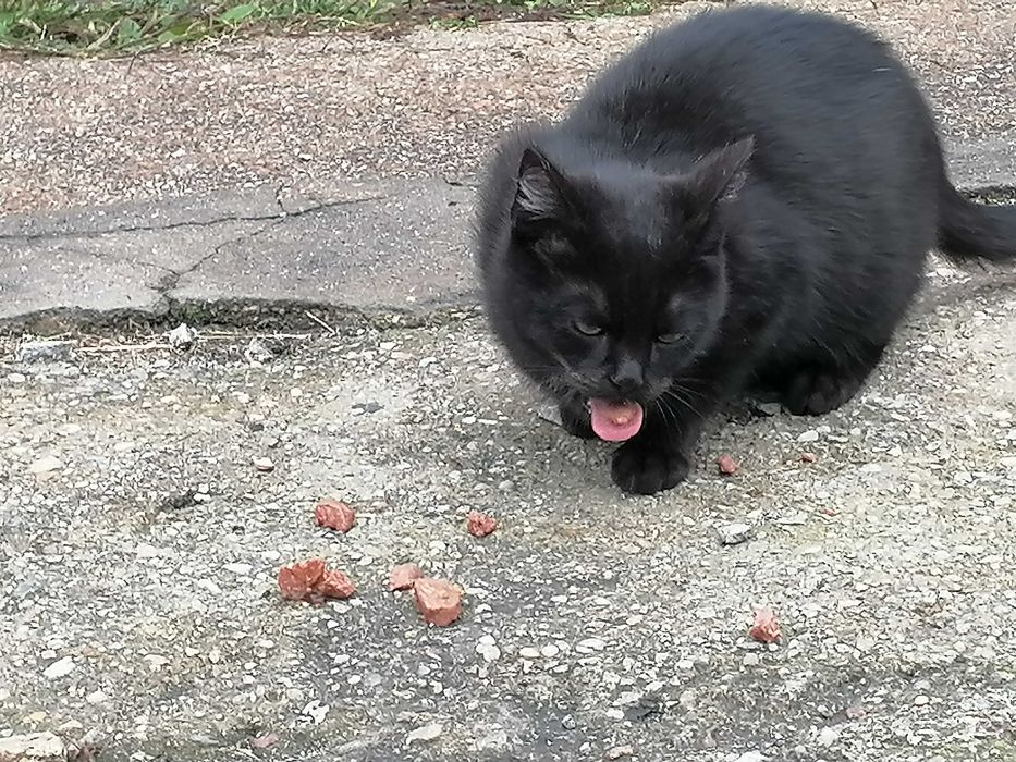 Daj im dom przed zimą