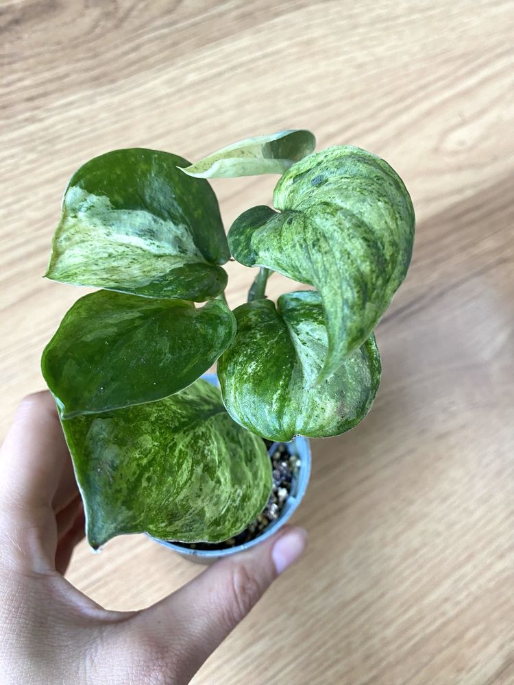 Scindapsus jade satin marble