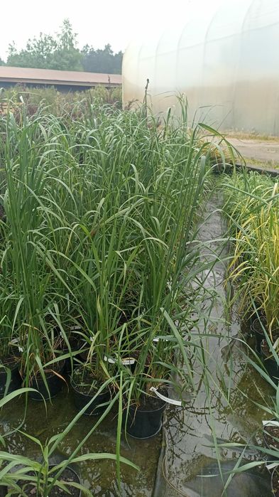 Trawy ozdobne różne odmiany