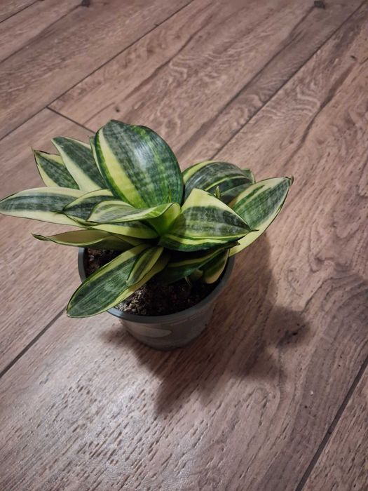 Sansevieria gwinejska ''Golden Hanii''