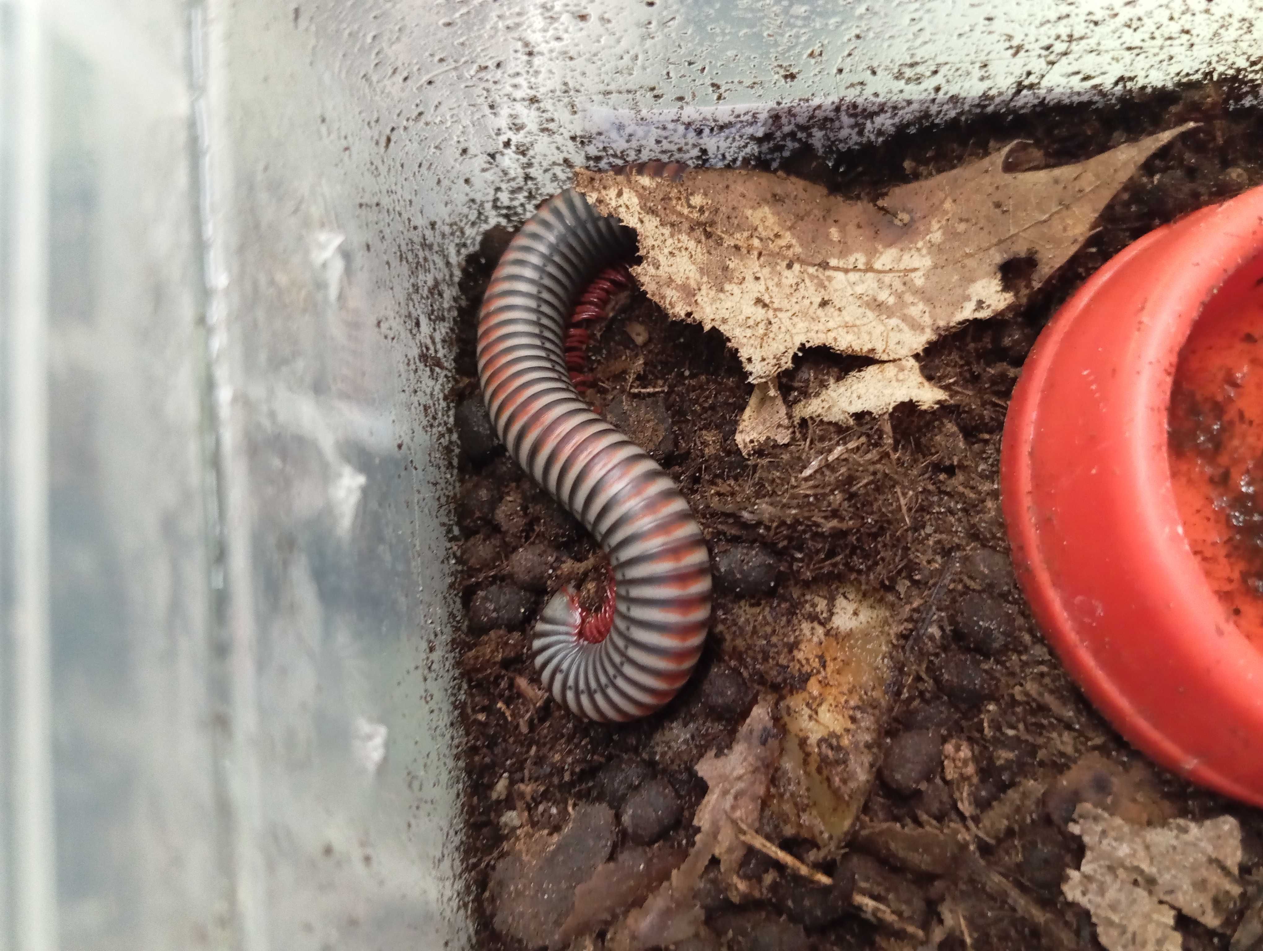 Krocionóg Atopochetus caudulanus