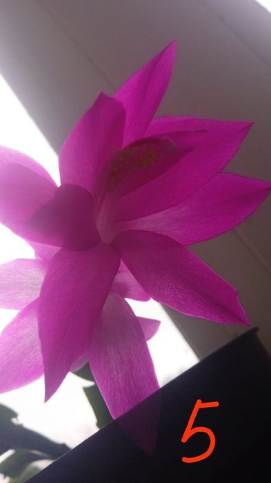 Продам рождественик, шлюмбергера, сигменти. Є деякі вкорінені.