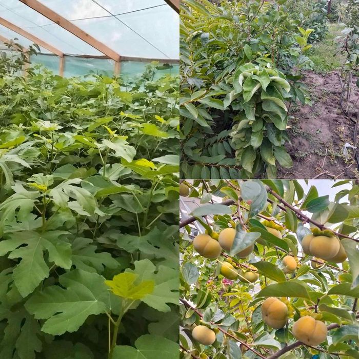 саженцы хурмы:. виргинская,дар софиевки киви,гранат, фисташка,инжир,