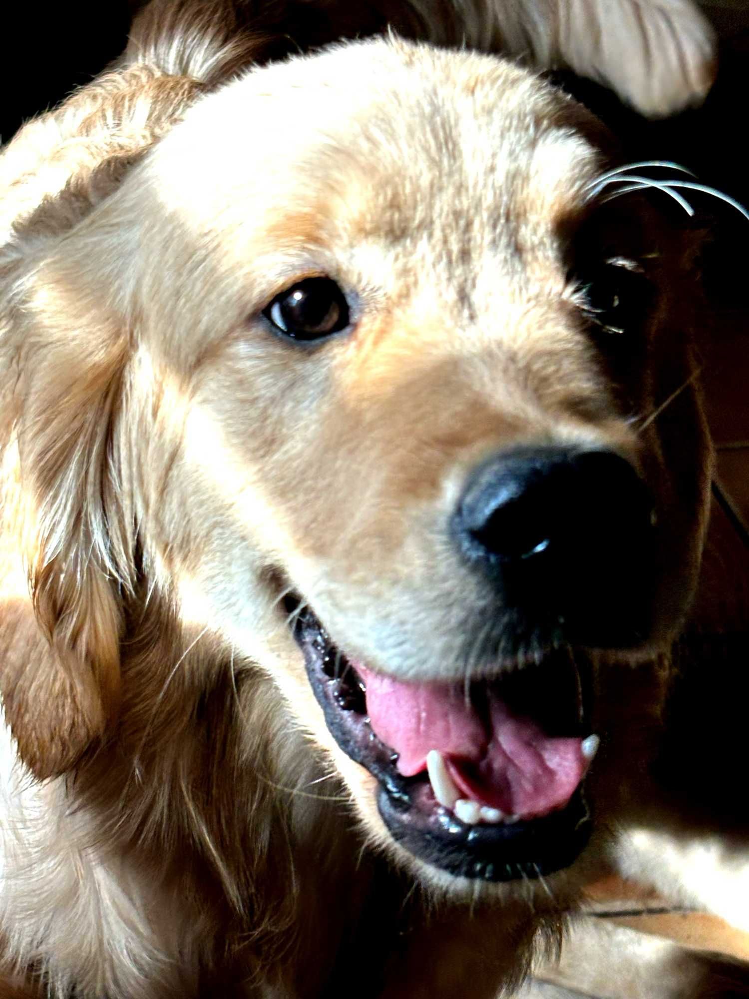 Golden retriever ZKwP- FCI piesek