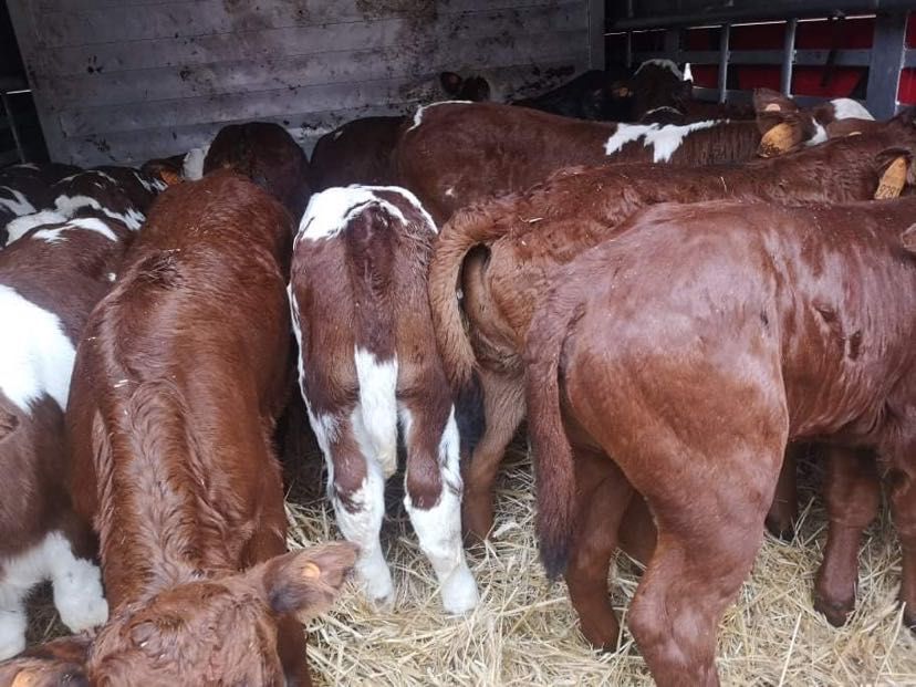 Cielaki mięsne okazja