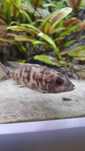 Młoda aulonocara Fire fish OB Blueberry Malawi ryby akwariowe