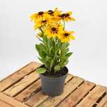 Rudbekia - sadzonki w doniczkach