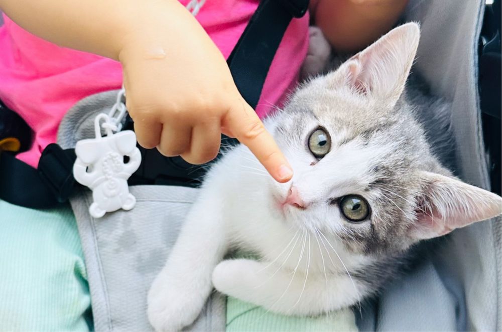 Adopcao responsavel  de gatinho de 3 meses