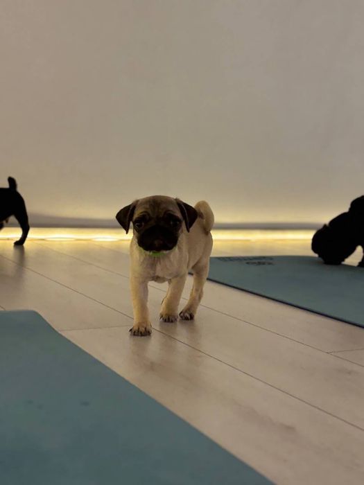 Цуценятка мопсиків