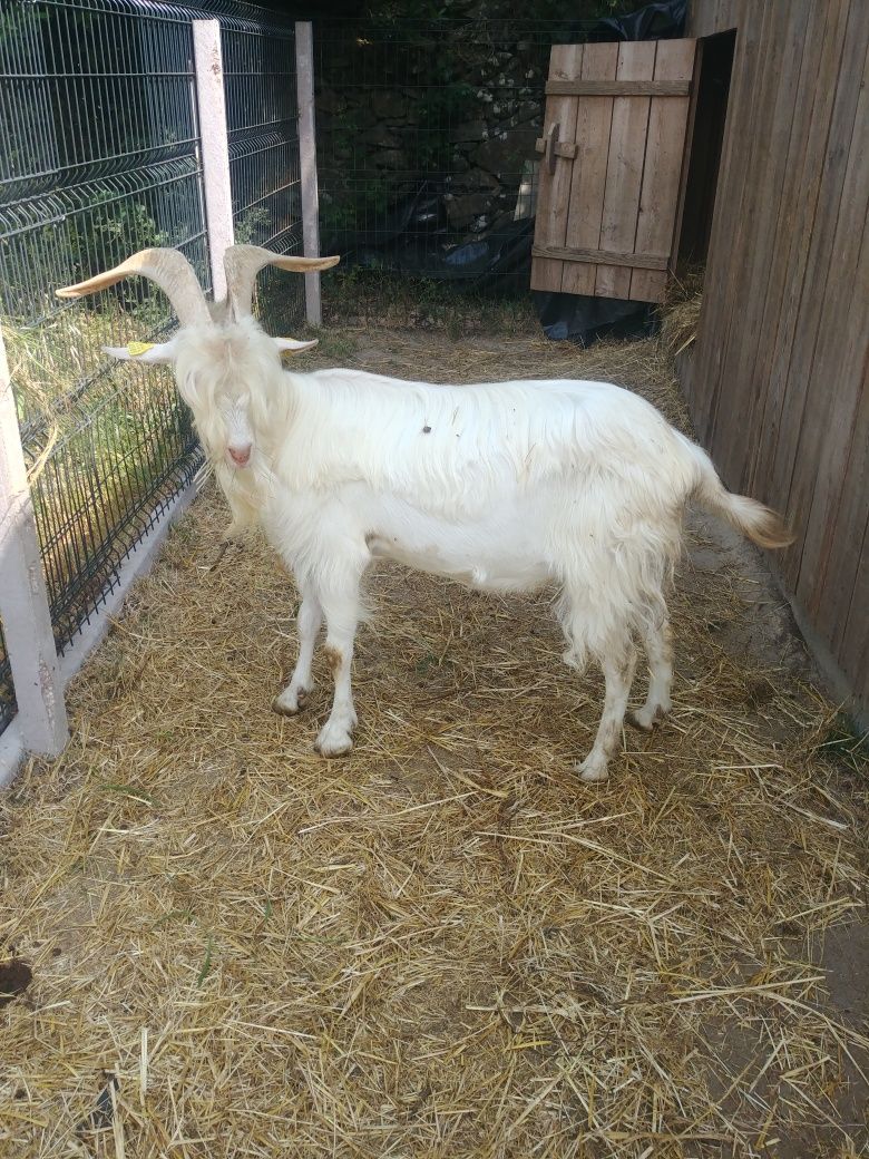 Saanen macho de inseminaçao