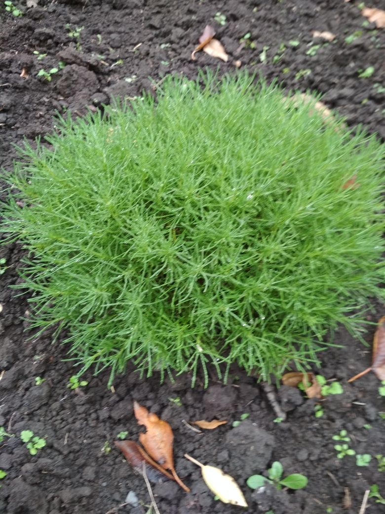 Сантолина зелёная - многолетнее, декоративное растение