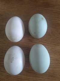Jaja lęgowe kaczek staropolskich i francuskich